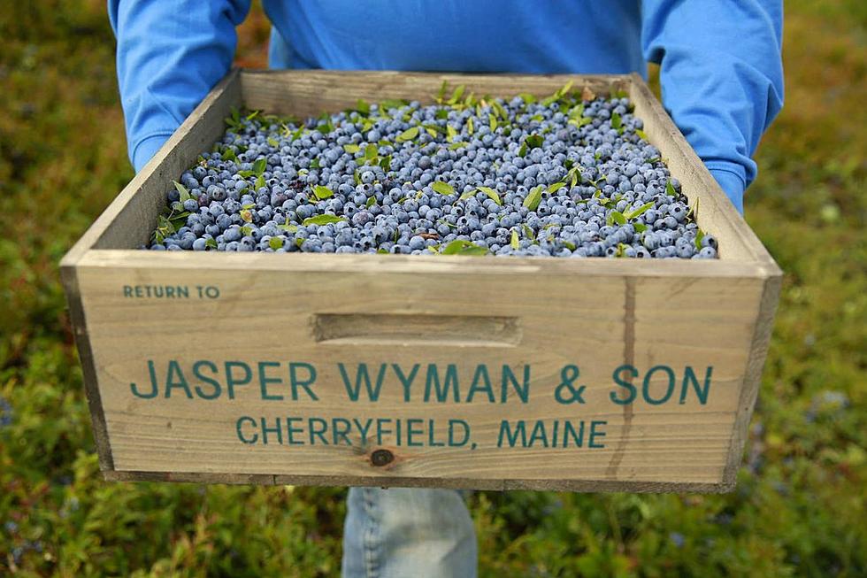 2024 Milestone: Maine’s Largest Wild Blueberry Company Turns 150 Years