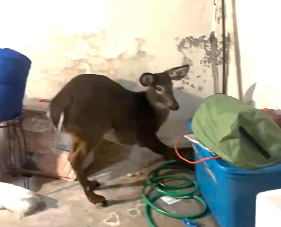 Deer Found in Westbrook Home Basement Rescued and Set Free