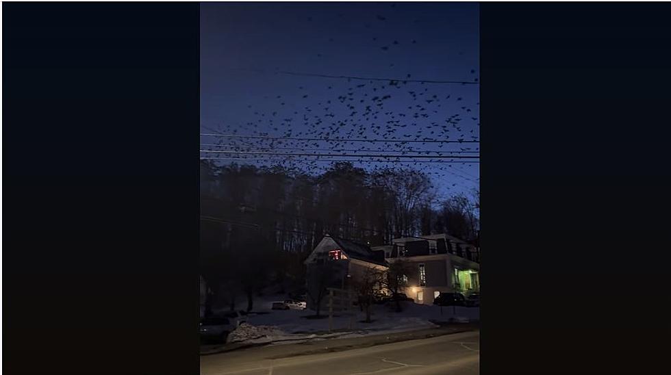 WATCH: Hundreds of Crows Form Spooky Swarm in Lewiston, Maine