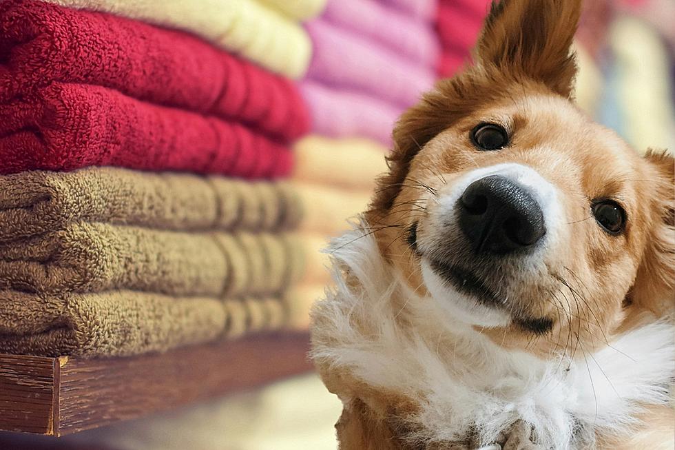 Have Extra Towels? Adorable Maine Pets in Need Could Use Them