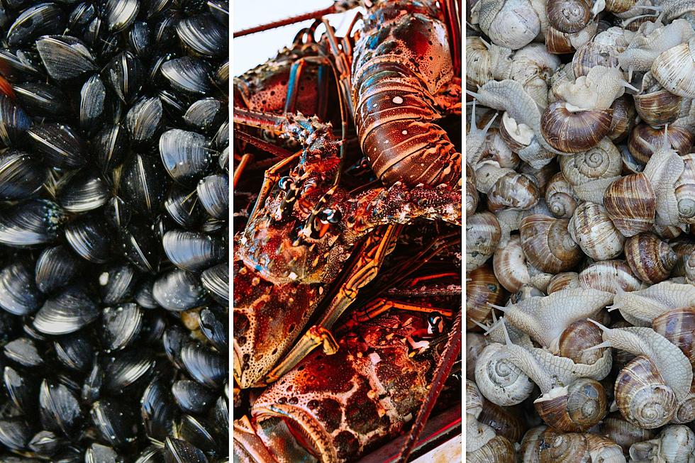 Ever Wondered if Your Favorite Maine Seafood Can Be Your Pet?