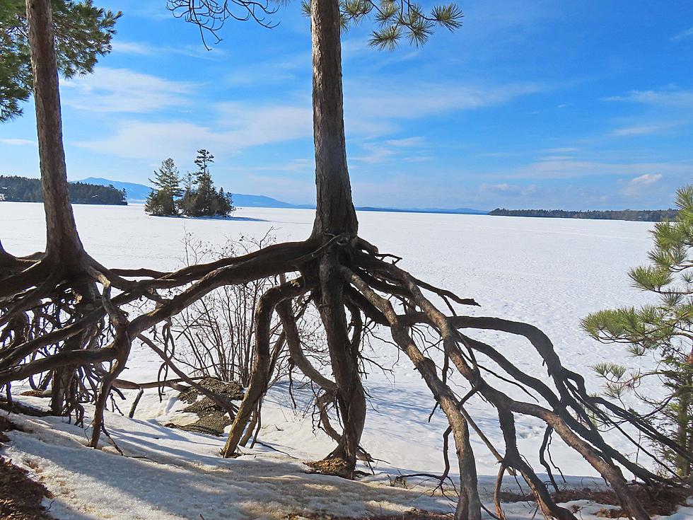 See These Incredible Photos of Maine Trees That Look Like They Are Tiptoeing on Water&#8217;s Edge