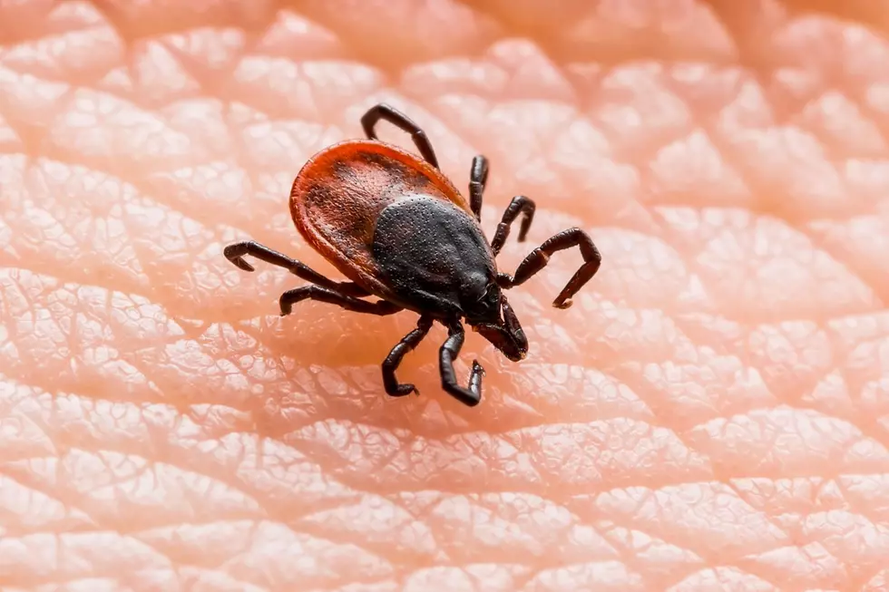 Remember Not Worrying About Ticks in New England When You Were a Kid? What Happened?
