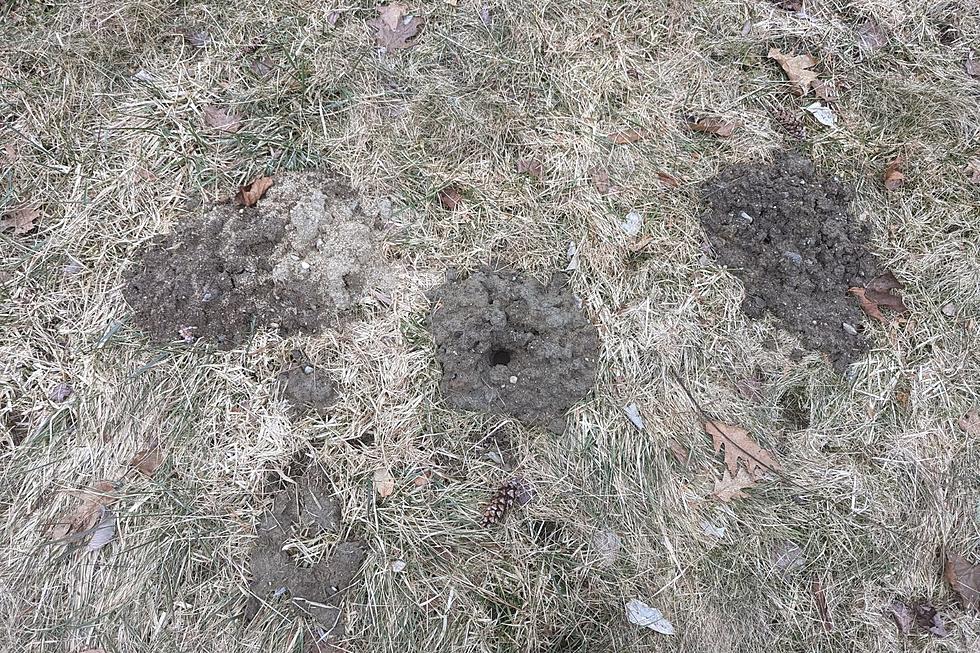 What Maine Creature is Digging These Holes in My Lawn?