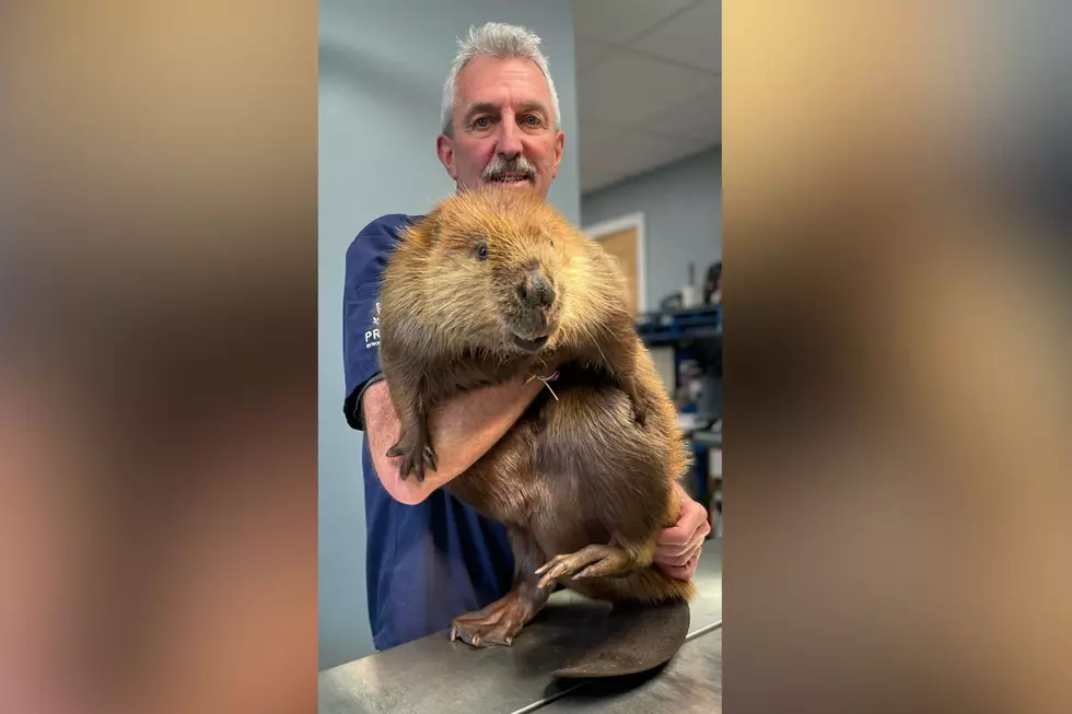 How Miriam the Beaver From the Maine Wildlife Park Got Her Name