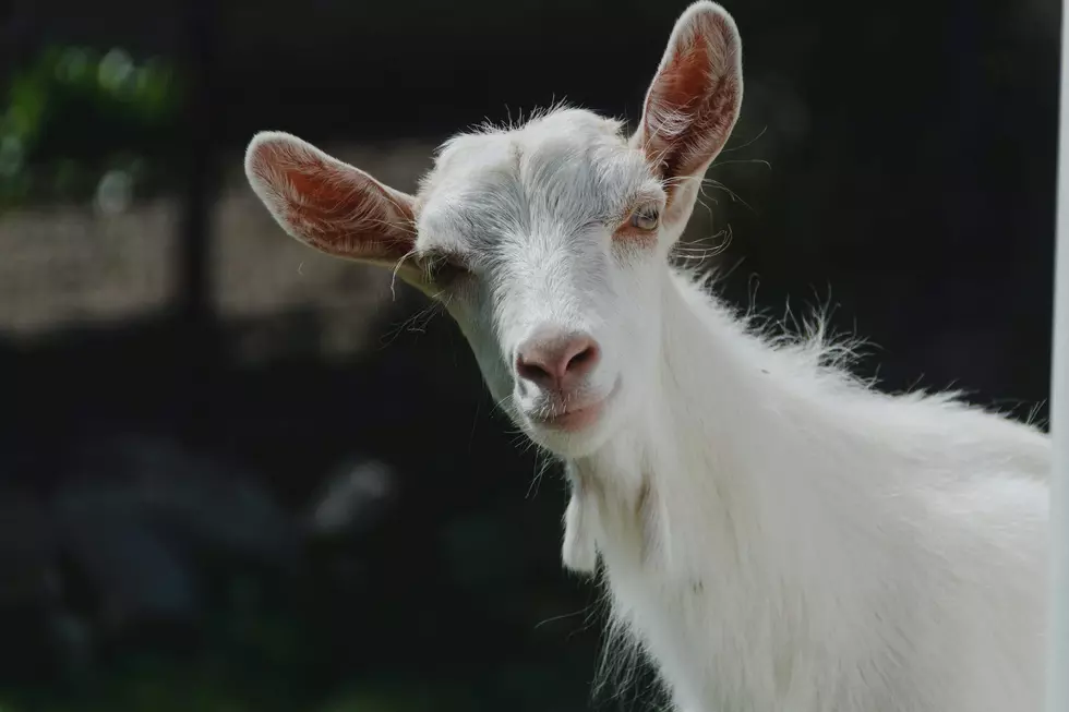 NH Couple Ordered to Pay $18K in Damages Because of Their Goats