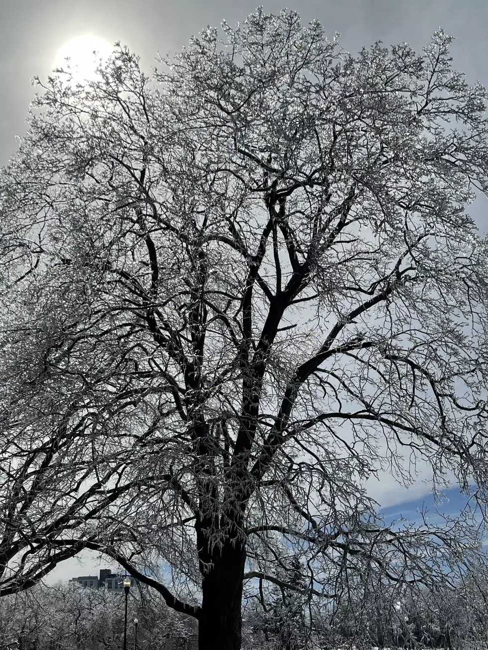 Pictures: Destruction and Beauty in Portland During Spring Ice Storm