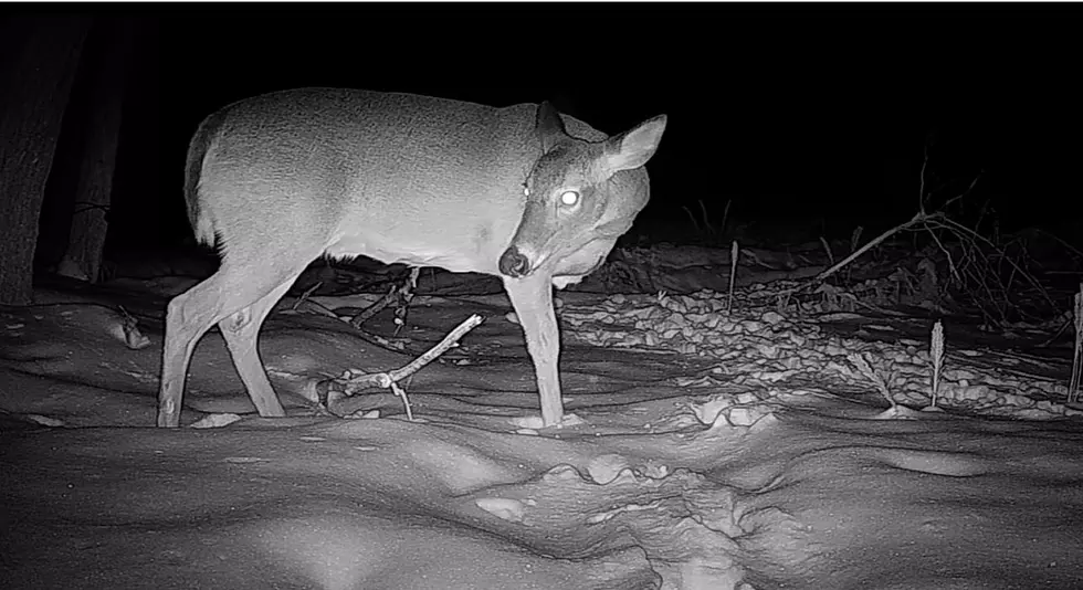 3-Legged Deer in Maine Woods Caught on Video After Months Unseen