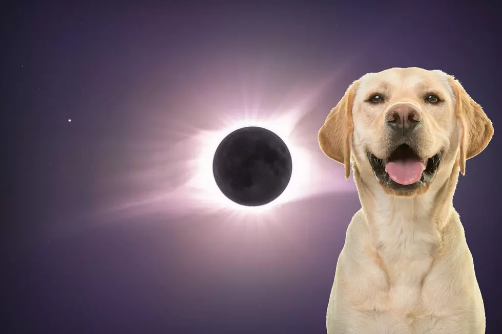 Bringing Your Dog to View the Eclipse in Maine? Keep These 2 Things in Mind
