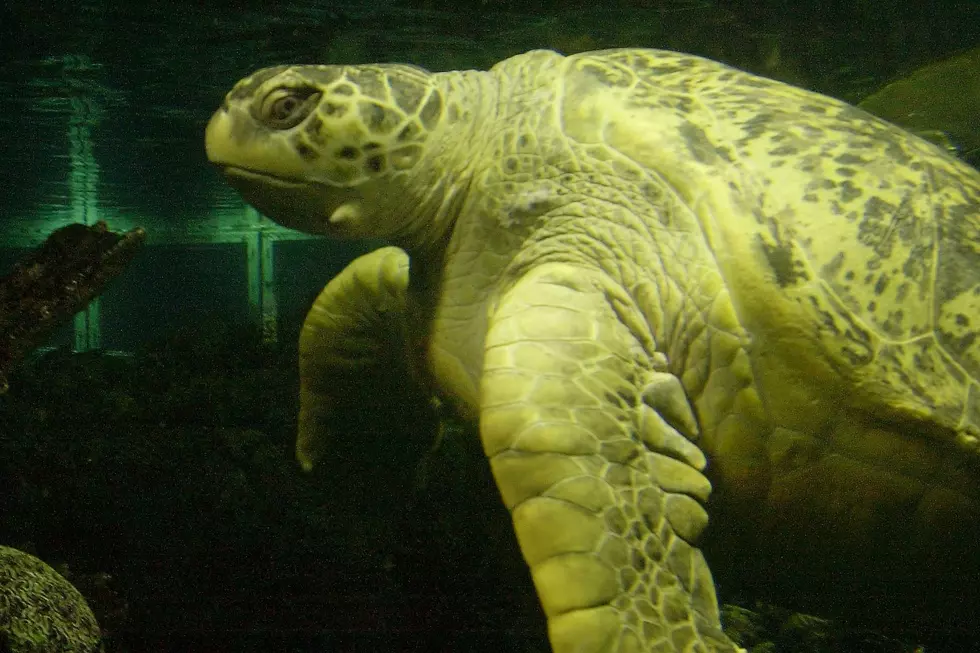 Myrtle the 95-Year-Old Sea Turtle Gets Clean Bill of Health at the New England Aquarium