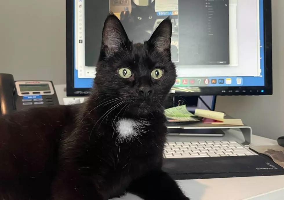 Can You Be a 14-Year-Old Maine Shelter Cat’s Forever Home?