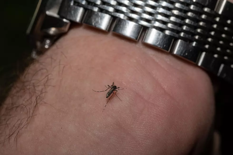It's Mosquito Season in Maine: Will a Life Hack Keep Them Away?