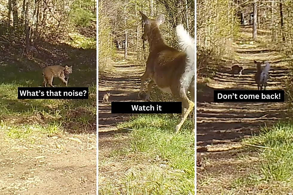 WATCH: Maine Video Captures Brave Pregnant Deer Chasing Bobcat