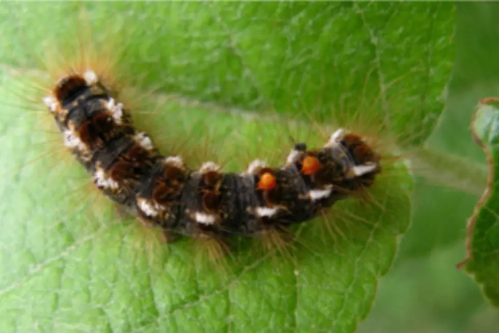 5 Things You Should Know About Brown-Tail Moths in Maine