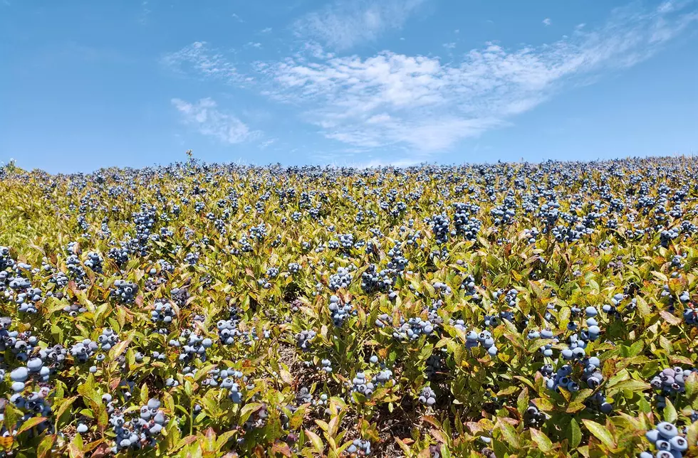 Add Maine's Wild Blueberry Weekend to Your List of Summer Fun