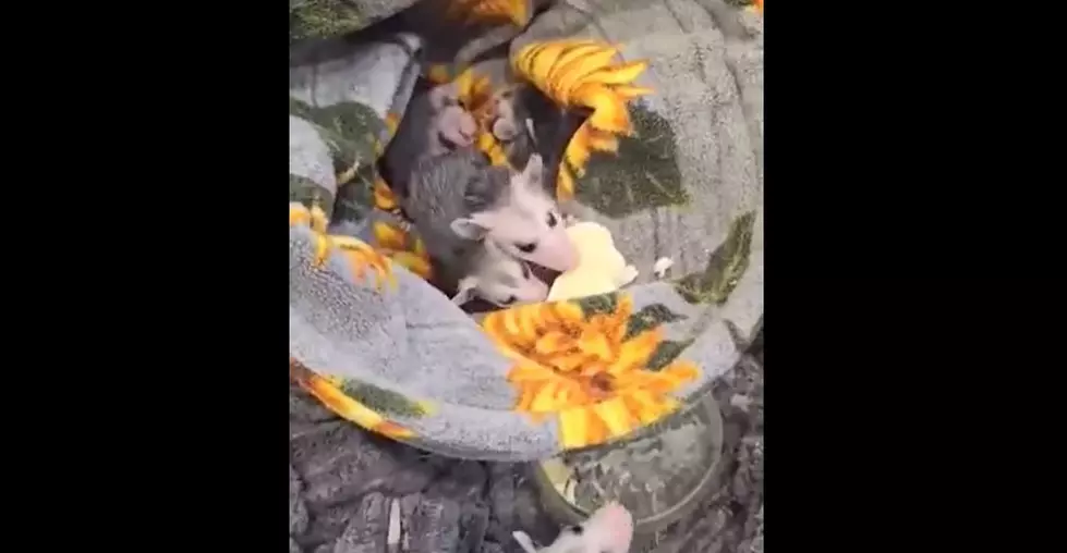 Baby Possums Love Freeze-Dried Bananas From Maine Company