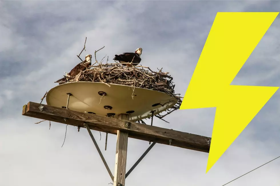 An Osprey Nest Wreaks Havoc in Bordering Maine Towns for 10 Hours
