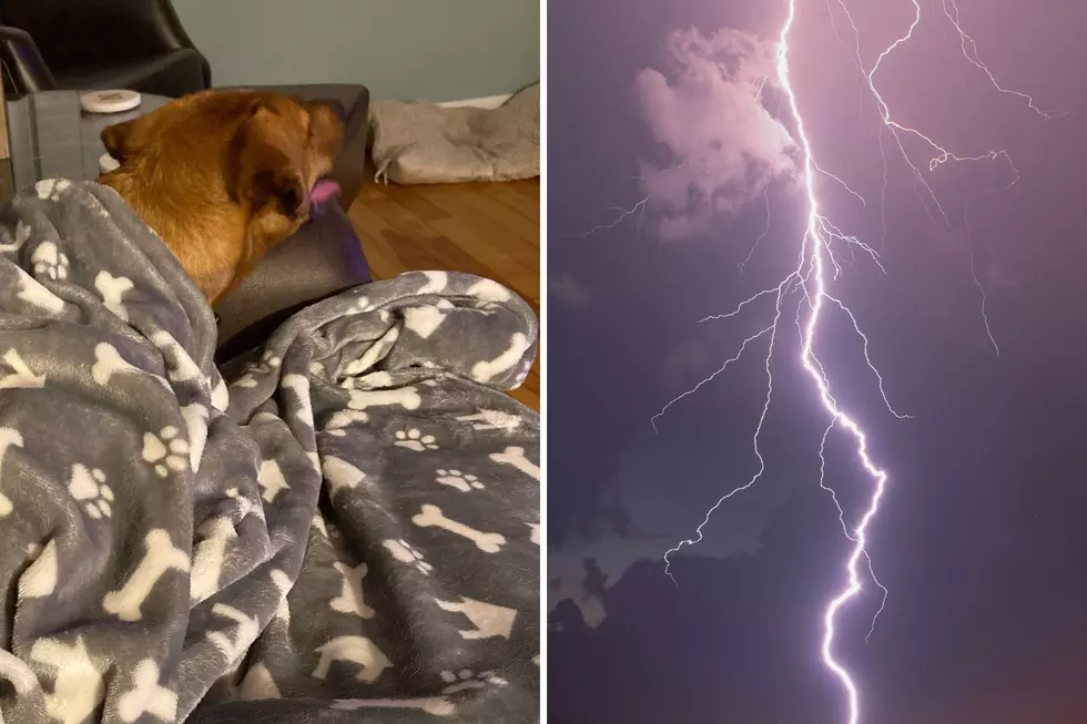 Severe New England Storms Prove Possible Behavior Fact in Dogs