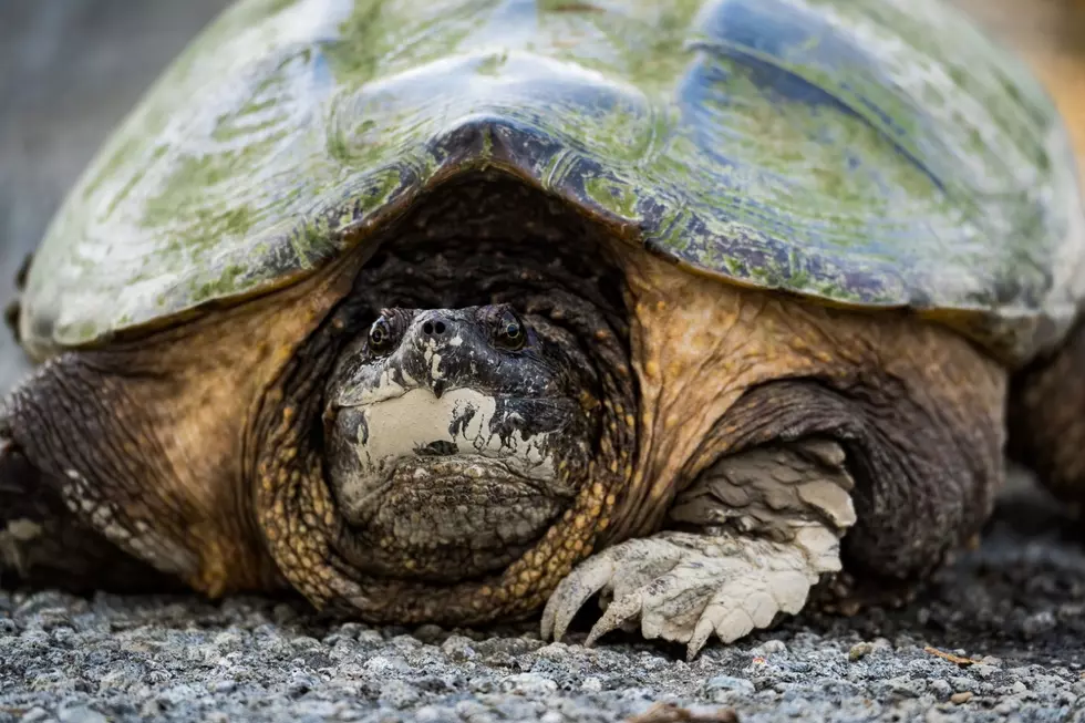 Man Throws Snapping Turtles at Portland, ME's Evergreen Cemetery