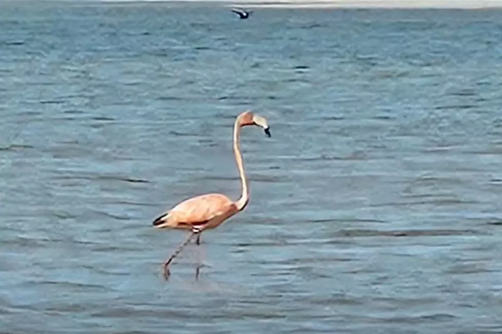 Watch: Here&#8217;s 3 Facts About the First-Ever, Beautiful Flamingo Spotted in New England