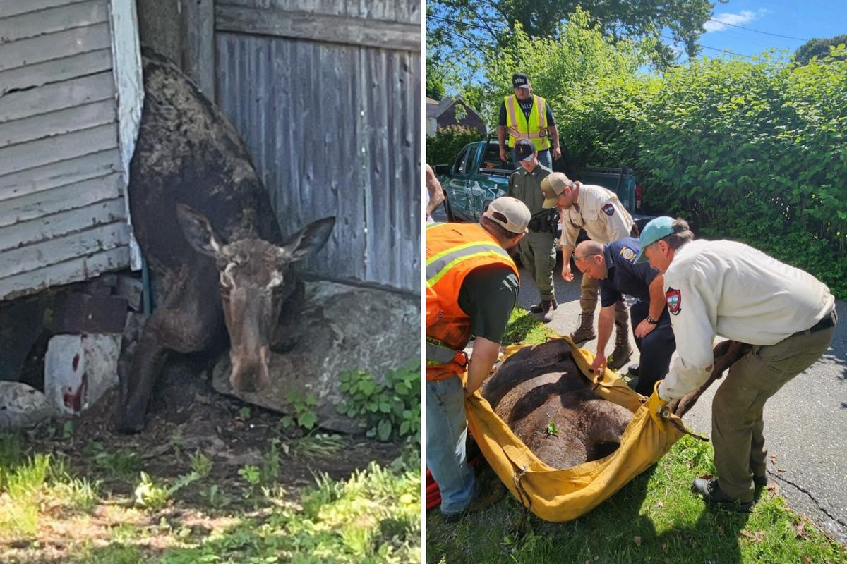 Mainers Come Together to Rescue Poor Young Moose Stuck Between a Tree and Garage