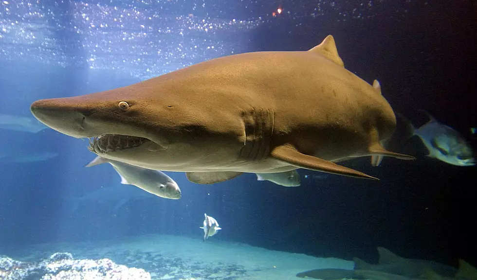Couple Lobstering Off Massachusetts Coast Surrounded by Massive Sharks