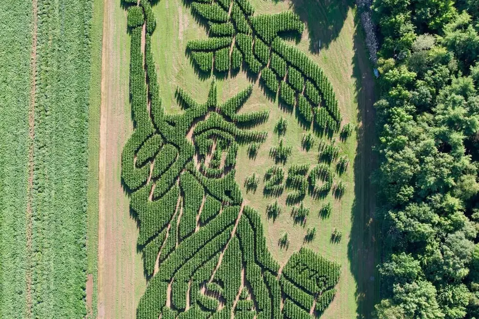 Treworgy Family Orchards in Maine Named Best Corn Maze in US
