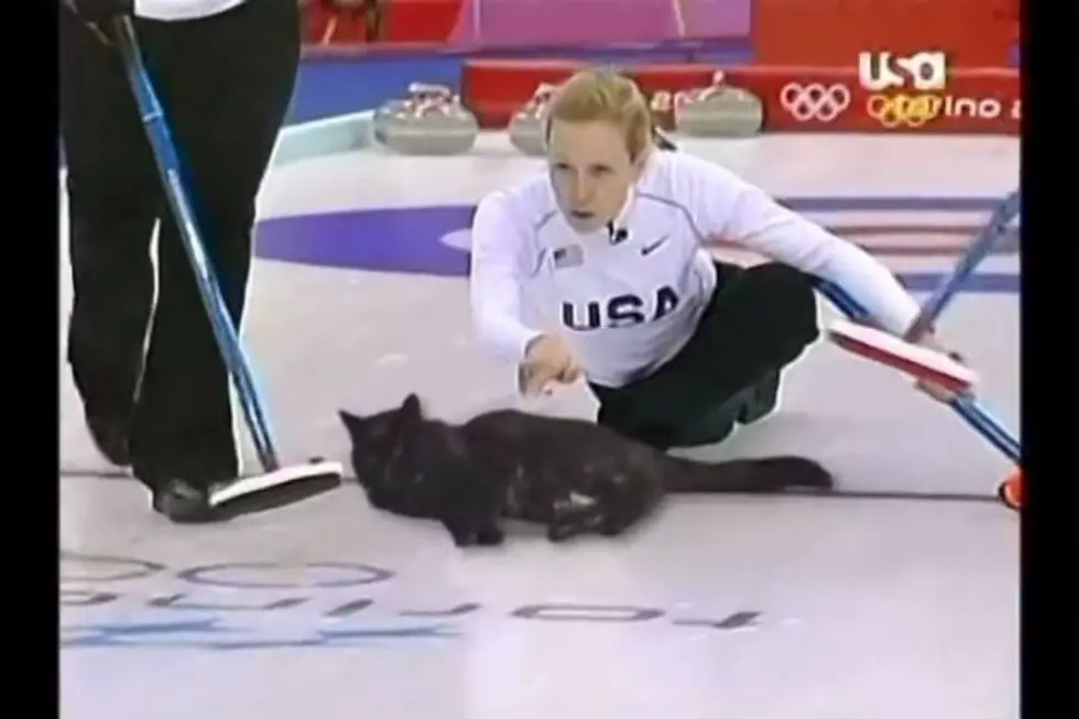 Cat Curling! [VIDEO]