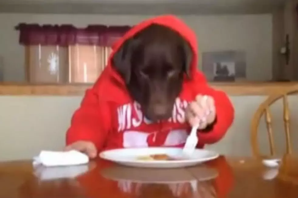 Dog Eats With Human Hands [FUNNY VIDEO]