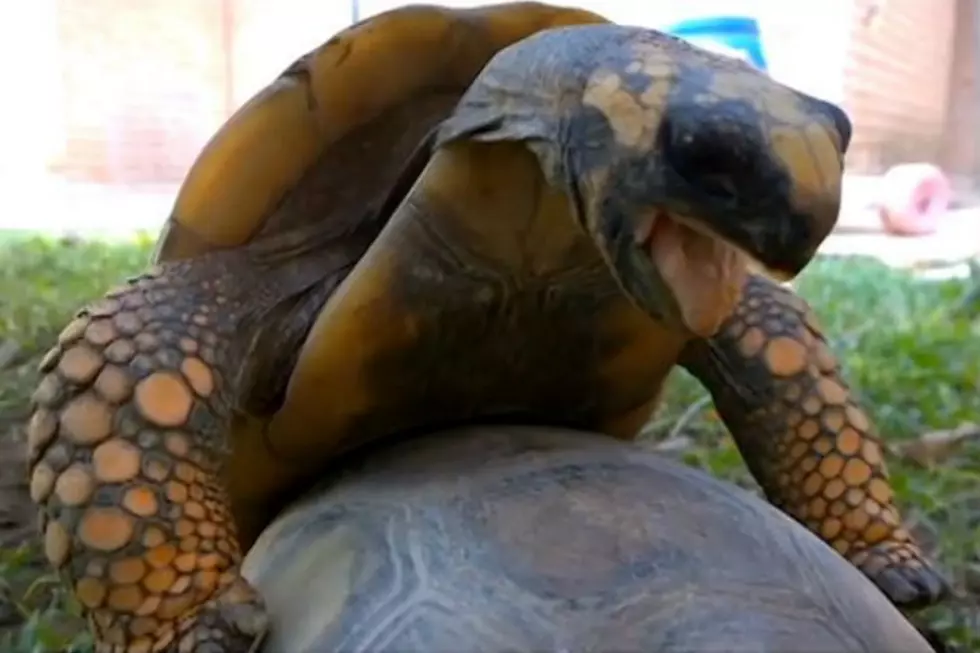 Tortoises Mating Is A Freakin&#8217; Riot [NSFW VIDEO]