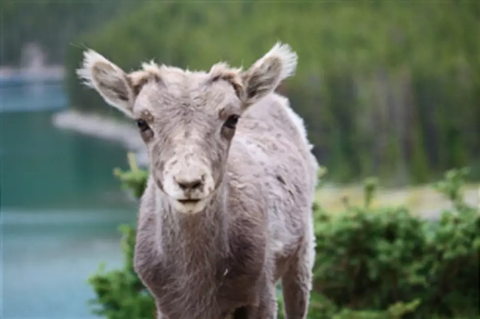 Local Baby Goats Video Goes Viral