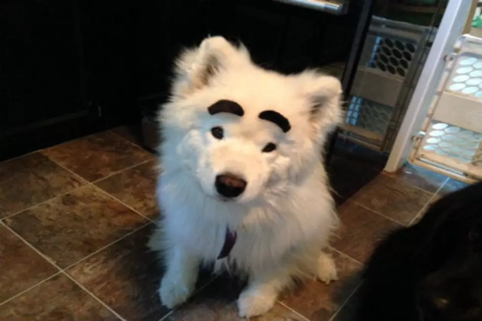 If Dogs Had Eyebrows&#8230;