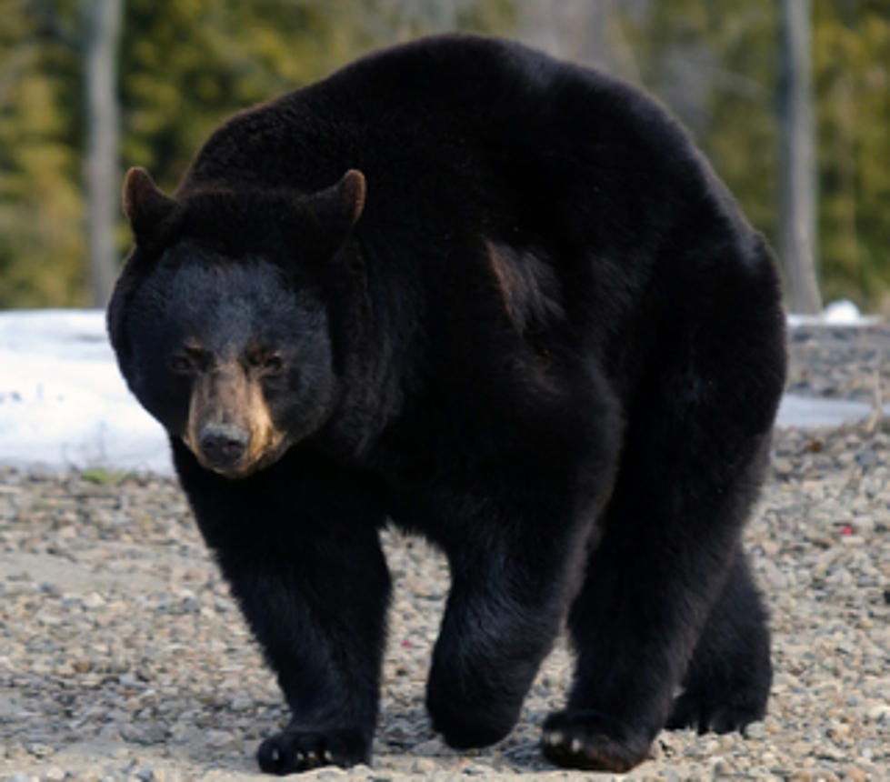 Bear Baiting Ban Rejected