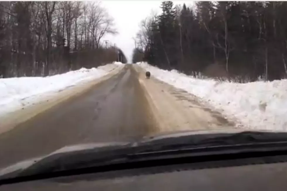 Look What’s on the Loose in Northern Maine! [VIDEO]
