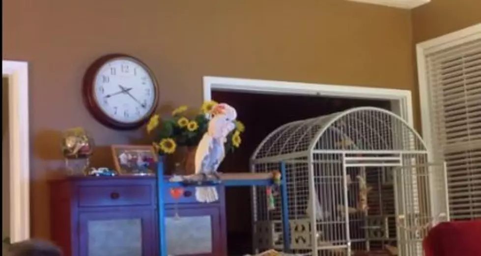 Cockatoo Sounds Like It&#8217;s Always Arguing [VIDEO]