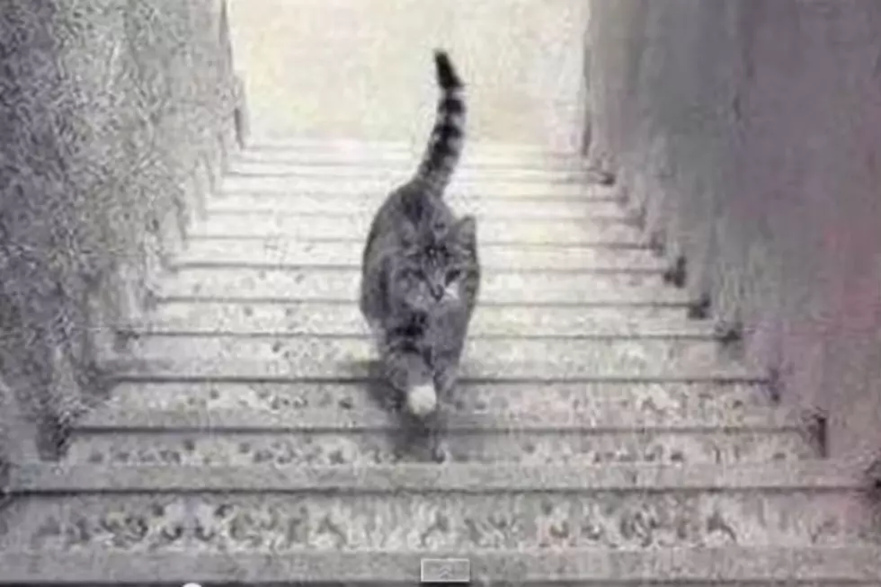 Is This Cat Going Up or Down?