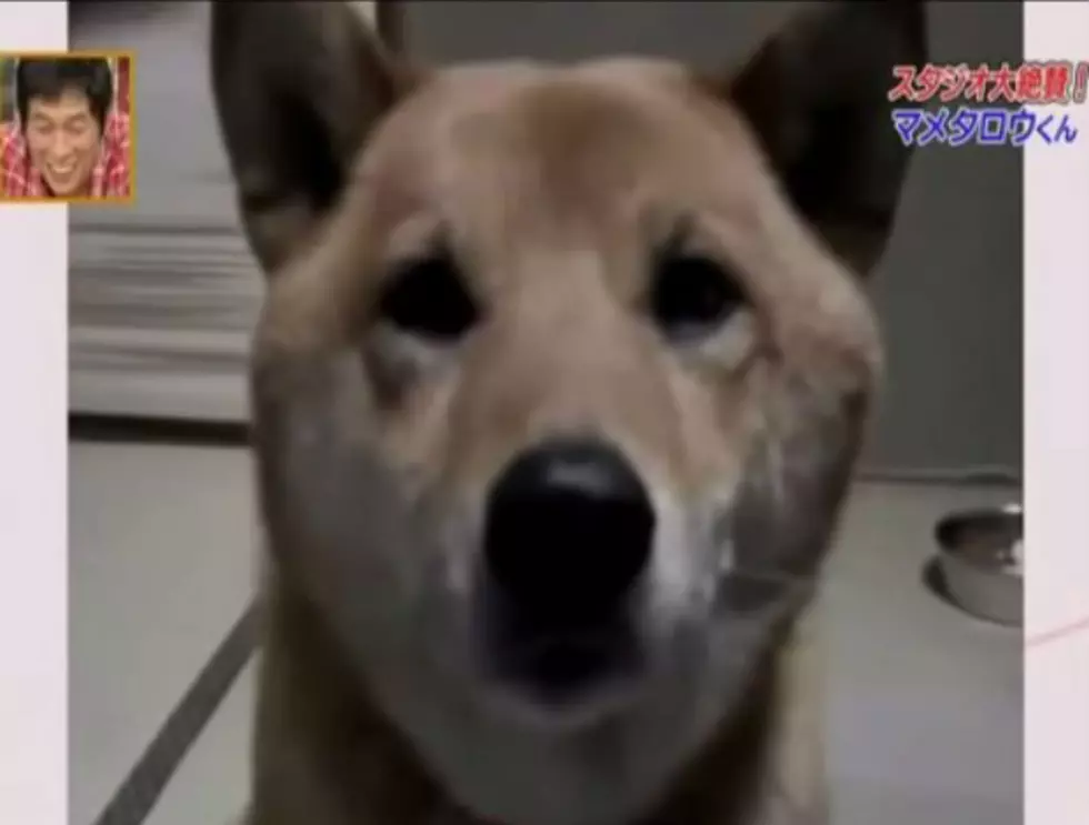 Barking Dogs Annoy You? Not This Quiet Guy!  [VIDEO]