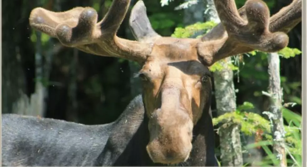 BLM Live in Bethel to Kick Off Maine Moose Lottery Festival