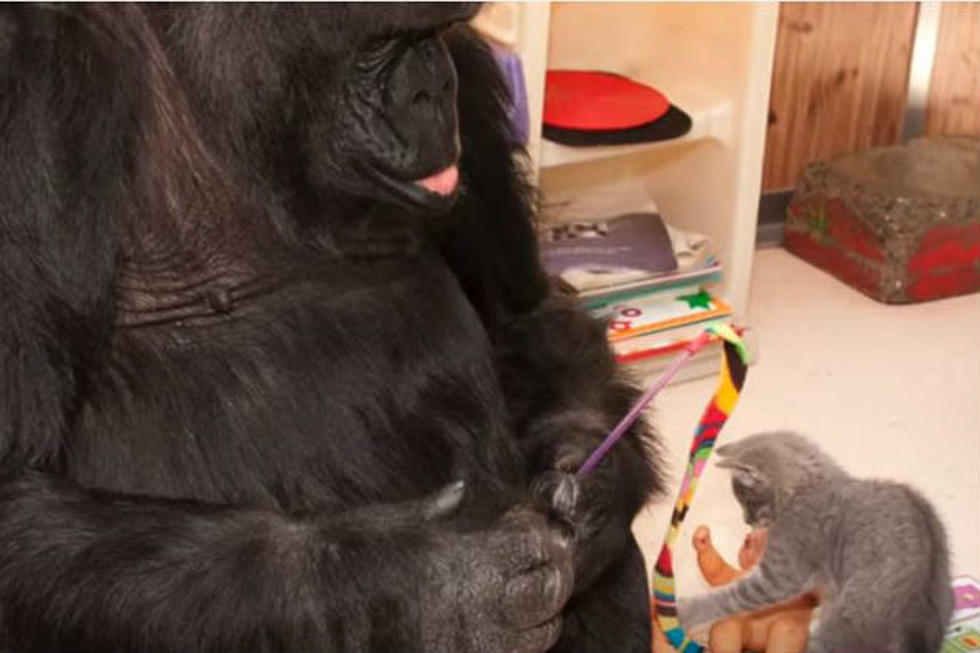 Koko the Gorilla Gets Two New Kittens! [VIDEO]
