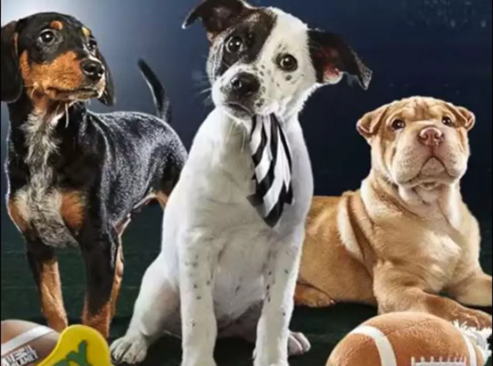 2016 Puppy Bowl Line Up! [VIDEOS]