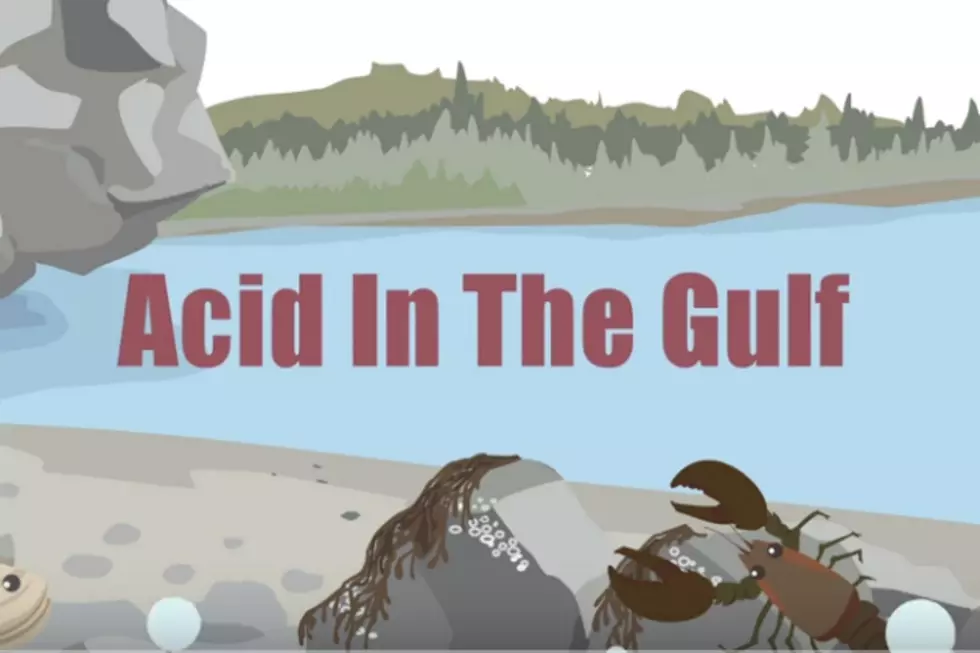 Watch: Funny Maine Cartoon Creators Get Serious About the Gulf of Maine’s Future