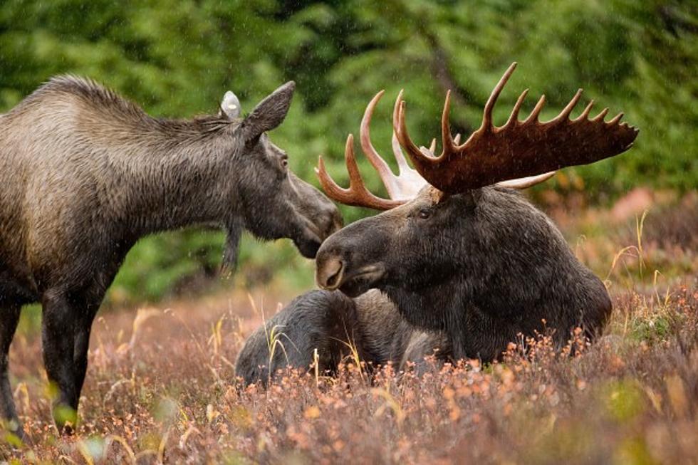 Apply Online for the 2016 Maine Moose Lottery