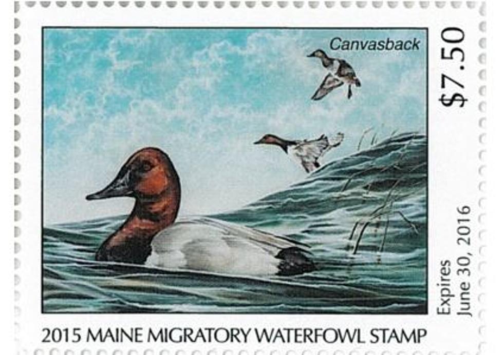 Enter the Maine “Duck Stamp” Art Contest