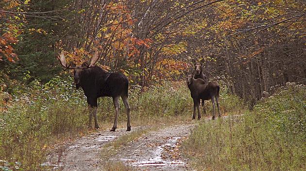 Apply Online for the 2016 Maine Moose Lottery