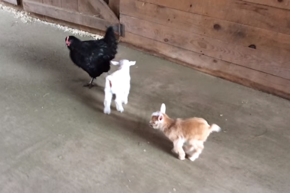 Watch: Maine Baby Goats and Their Chicken Sitter