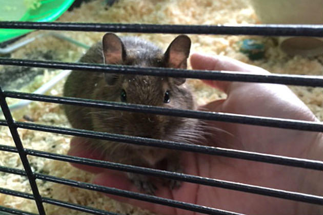 Exotic Pets in Maine! Meet Our Degu, Bruce Wayne!