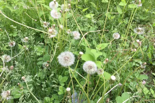 Dandelions Take Over Maine Lawns! Off With Their Heads! [VIDEO]