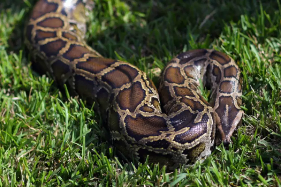 Giant Snake Sighting in Westbrook?