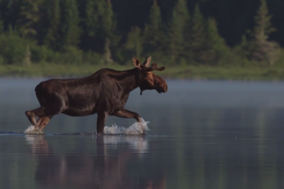 WATCH: Maine Moose Reel So Good…It Should Be on Nat Geo!