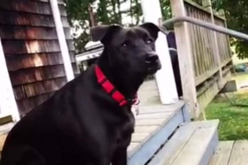 WATCH: Awesome Portland Dog Howls and Matches Pitch of Sirens